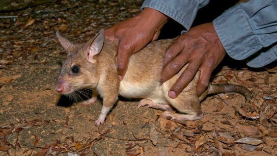  Los residentes del municipio dicen que las ratas crecen hasta tres pies de largo
