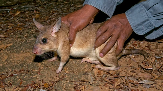 Los residentes del municipio dicen que las ratas crecen hasta tres pies de largo Los residentes del municipio dicen que las ratas crecen hasta tres pies de largo