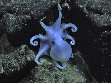 Pulpo Cásper Pulpo Cásper