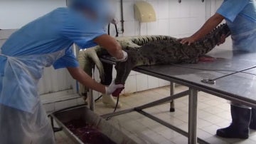 Dos trabajadores tratan de desollar a un cocodrilo