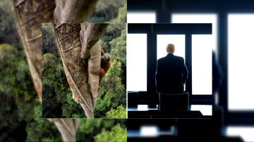 Un primate VS Donald Trump en el duelo de imágenes National Geographic-Reuters