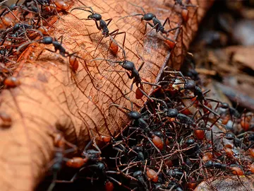 Hormigas venenosas Hormigas venenosas