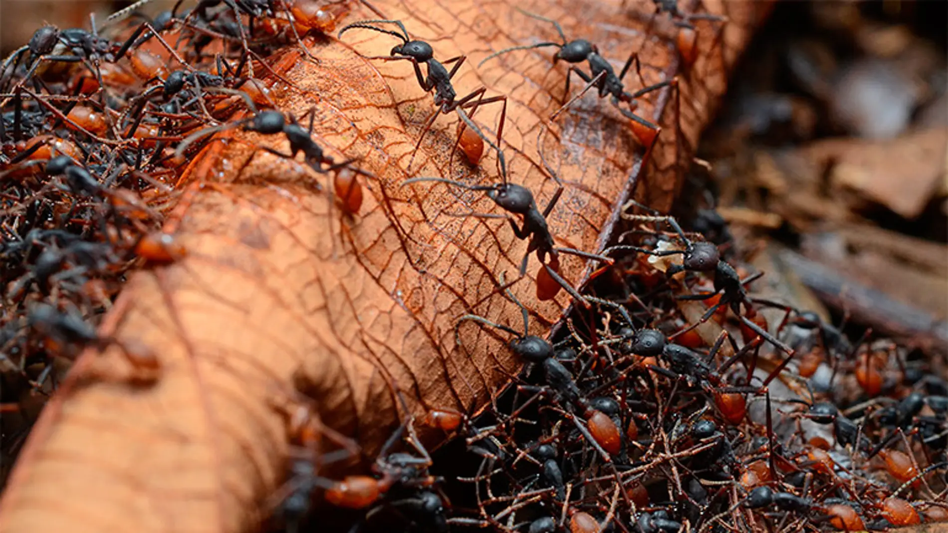No todas las hormigas son iguales: las hay optimistas, conformistas y hasta  pasotas