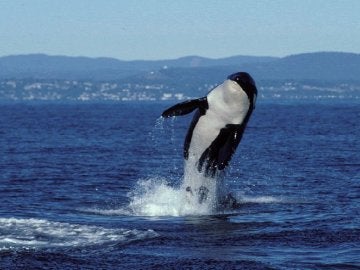 Muere Granny, la orca más longeva del mundo