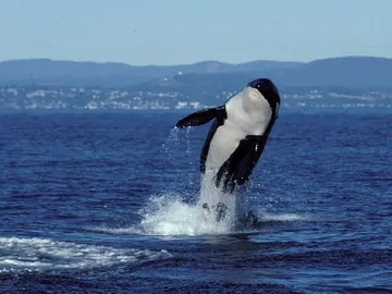 Muere Granny, la orca más longeva del mundo Muere Granny, la orca más longeva del mundo