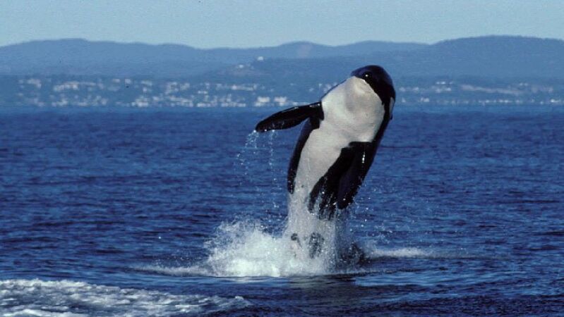 Muere Granny, la orca centenaria más longeva del mundo