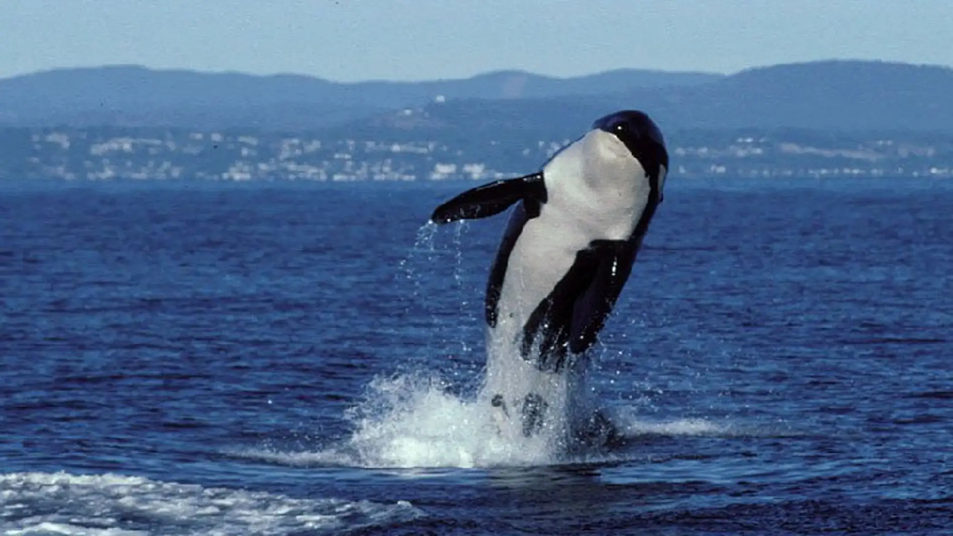 Muere Granny, la orca más longeva del mundo