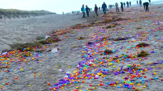 Huevos Kinder esparcidos en una playa alemana Huevos Kinder esparcidos en una playa alemana