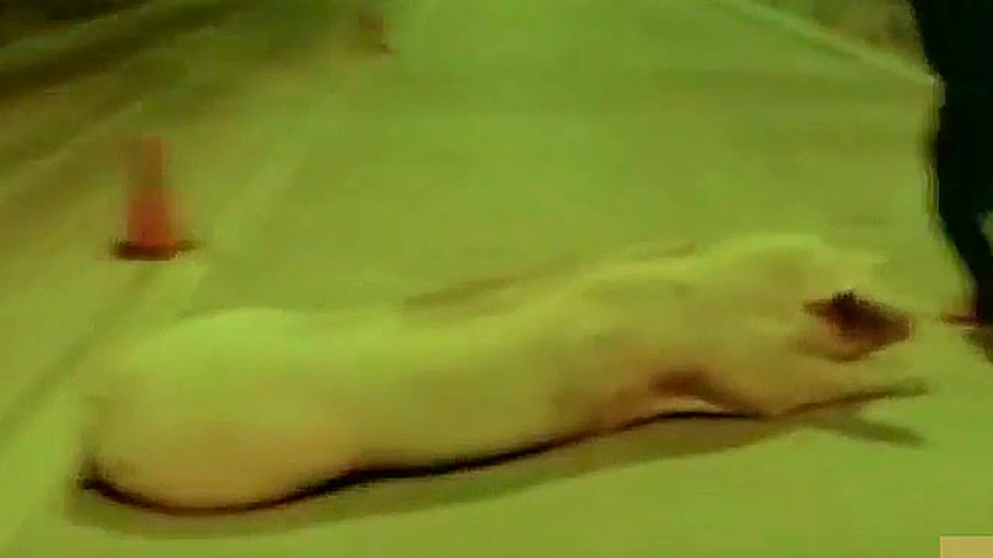 Un cerdo tras haber caído de un camión Un cerdo tras haber caído de un camión