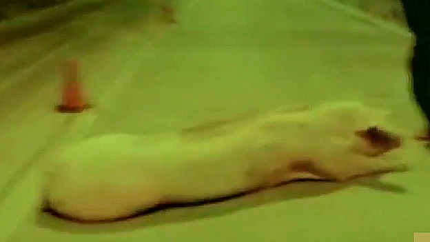 Un cerdo tras haber caído de un camión Un cerdo tras haber caído de un camión