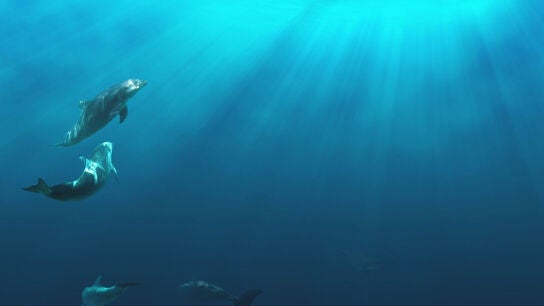 Varios delfines nadando en libertad