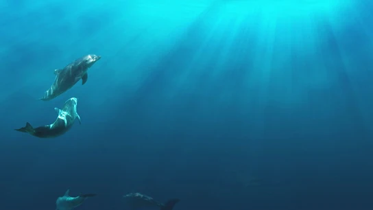 Varios delfines nadando en libertad Varios delfines nadando en libertad