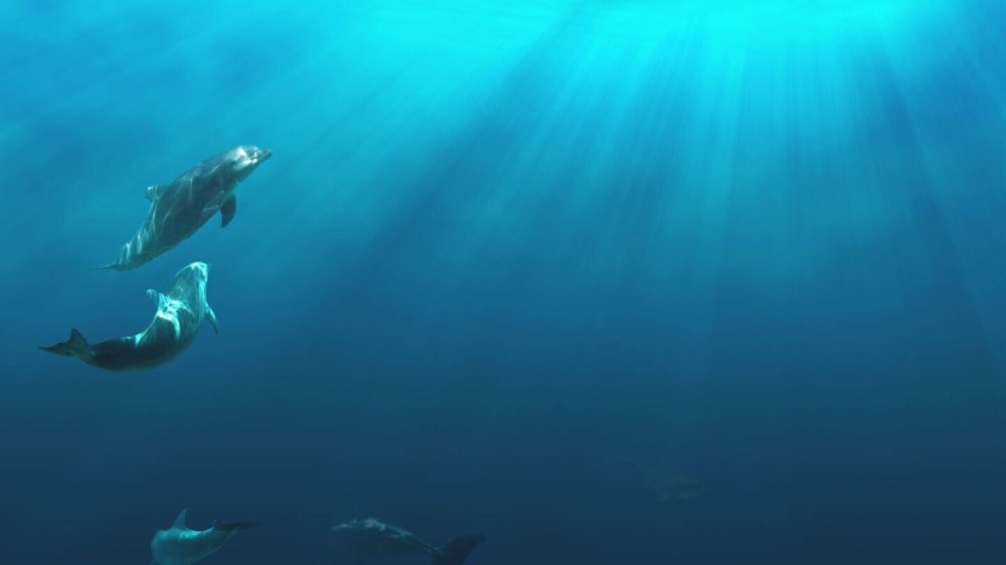 Varios delfines nadando en libertad