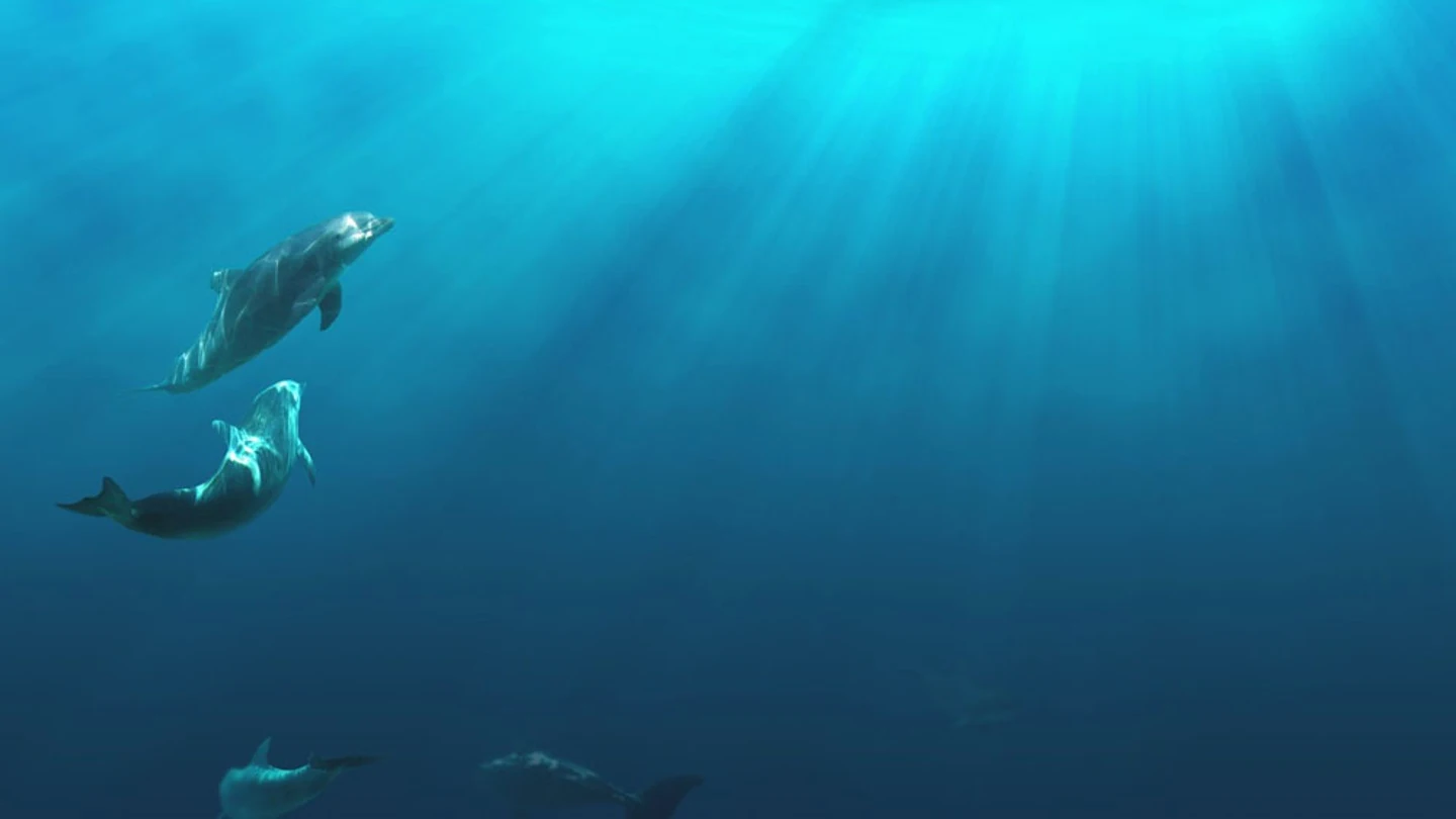 Varios delfines nadando en libertad Varios delfines nadando en libertad