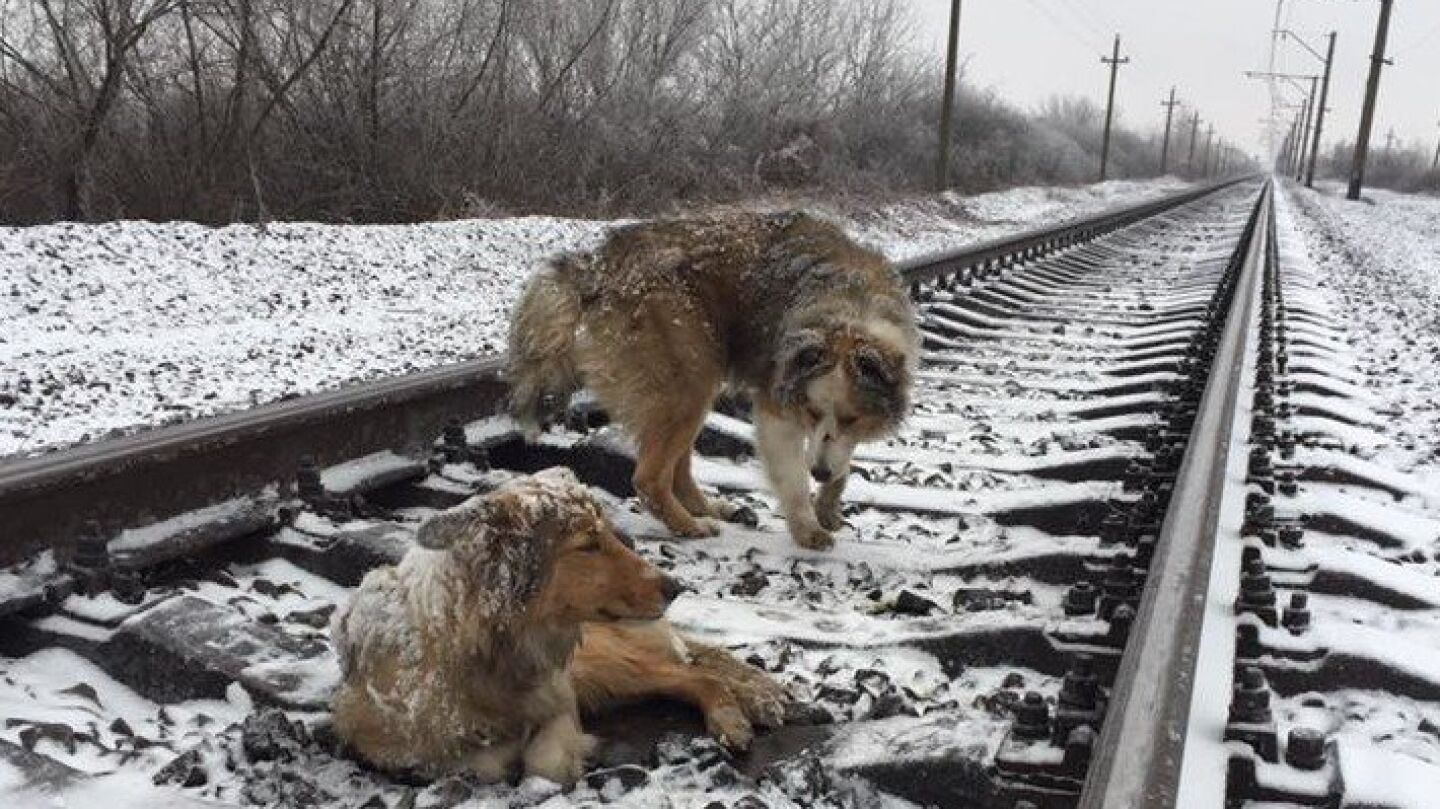 La pareja de perros 'atrapada' en las v&iacute;as del tren