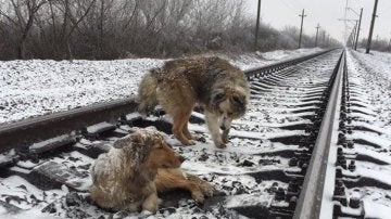 La pareja de perros 'atrapada' en las vías del tren