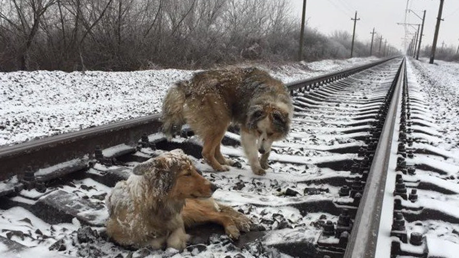 La pareja de perros 'atrapada' en las vías del tren