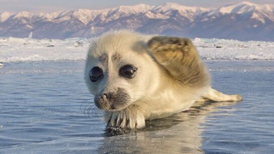 Una de las fotograf&iacute;as de la cr&iacute;a de foca que el fot&oacute;grafo ruso consigui&oacute; hacer tras tres a&ntilde;os