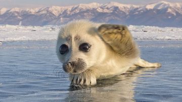 Una de las fotografías de la cría de foca que el fotógrafo ruso consiguió hacer tras tres años