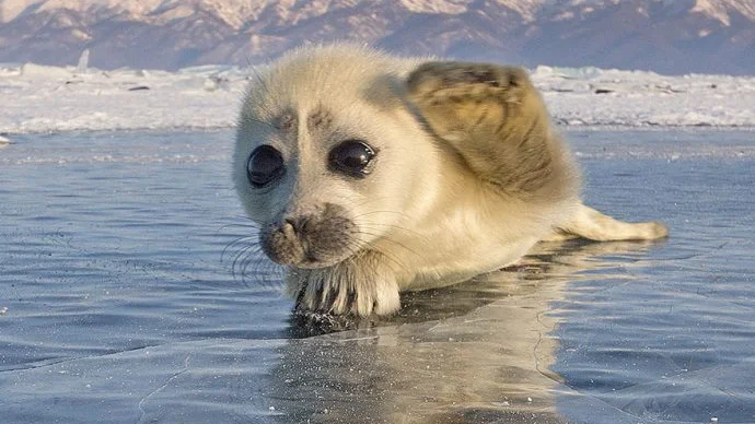 Una de las fotografías de la cría de foca que el fotógrafo ruso consiguió hacer tras tres años