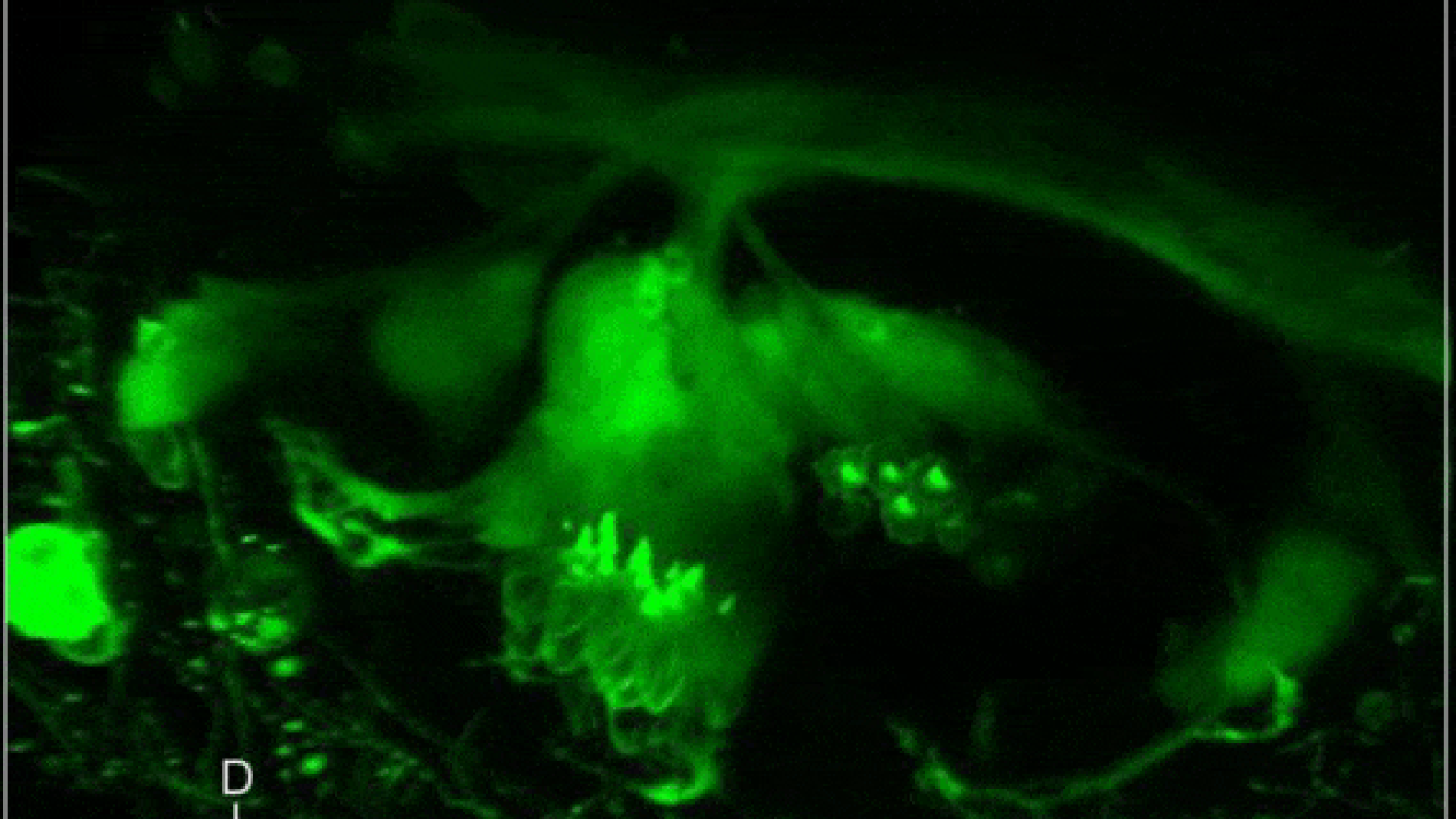 El órgano sensorial del oído interno, DCEXS-UPF