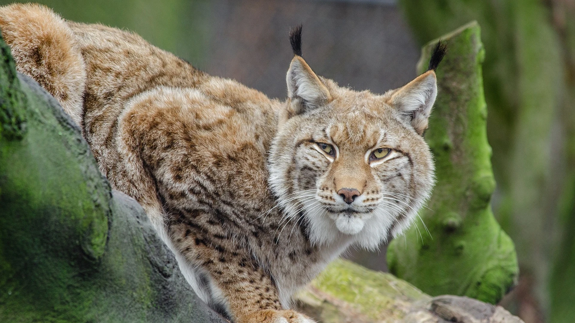 Foto de archivo de un lince ibérico 