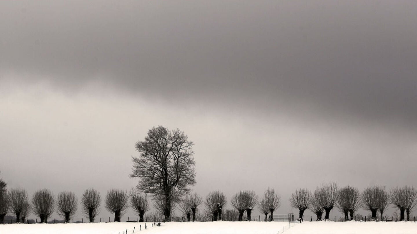 &Aacute;rboles en Roncesvalles