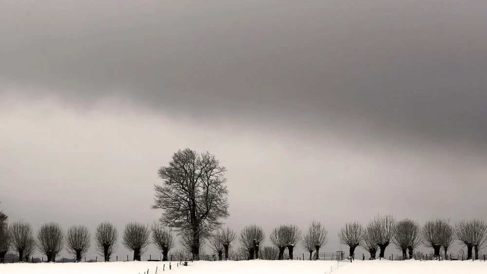 Árboles en Roncesvalles