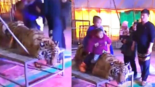 Varios menores sobre un tigre atado