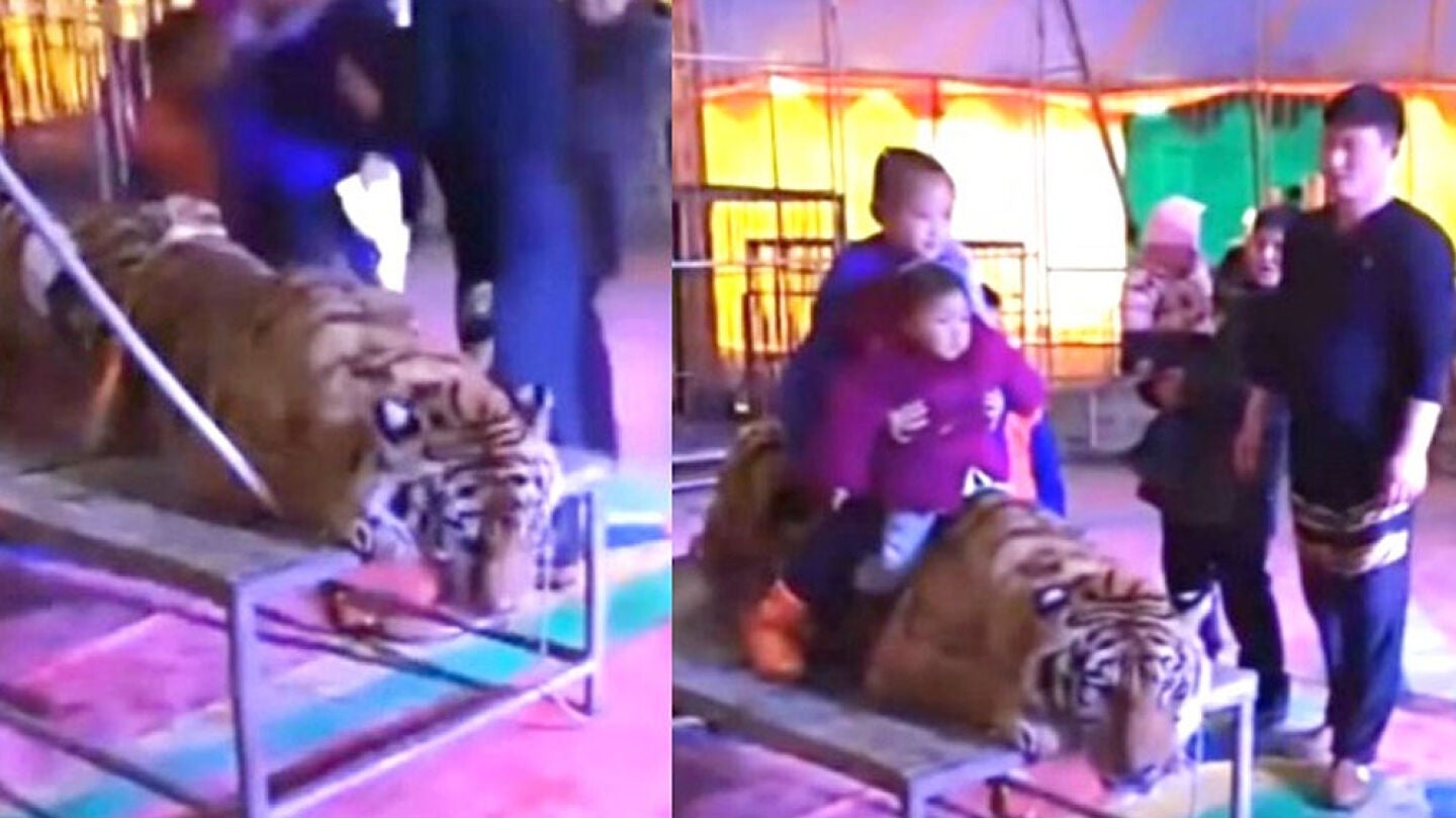 Varios menores sobre un tigre atado