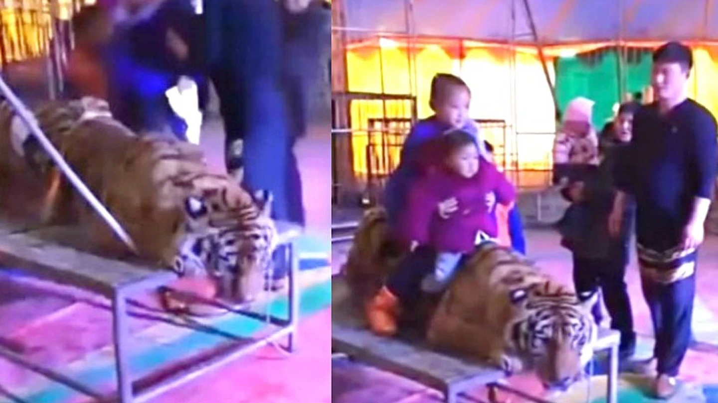 Varios menores sobre un tigre atado Varios menores sobre un tigre atado