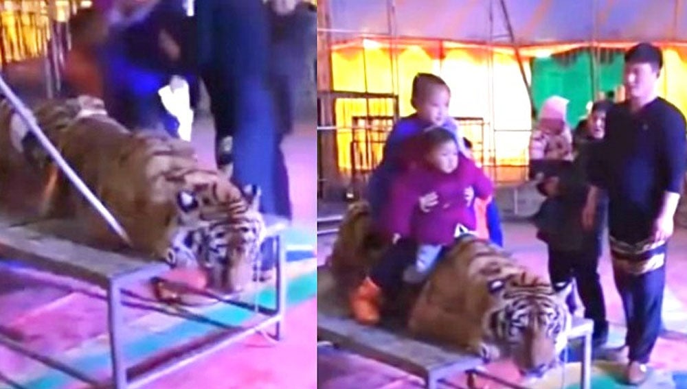 Varios menores sobre un tigre atado