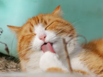 Gato lamiéndose las patas Gato lamiéndose las patas