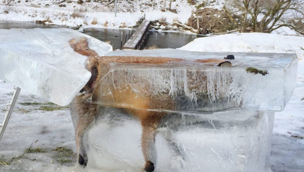 Imagen de un zorro congelado en Alemania