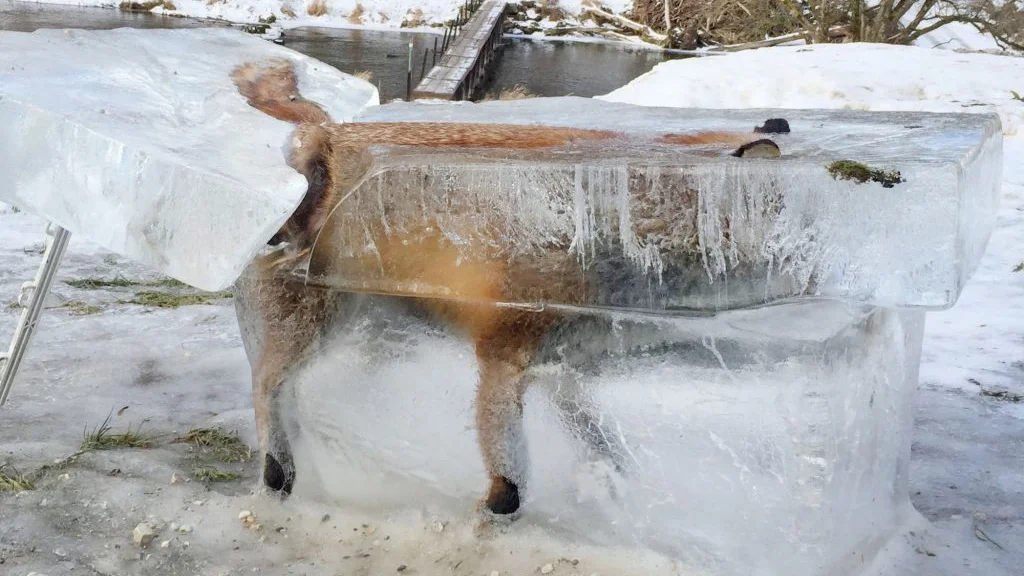 Imagen de un zorro congelado en Alemania