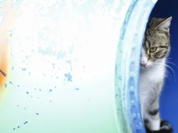 Crean un listado de animales que se tiran ventosidades Crean un listado de animales que se tiran ventosidades