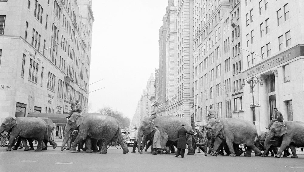 Un desfile de elefantes organizado por el circo Ringling