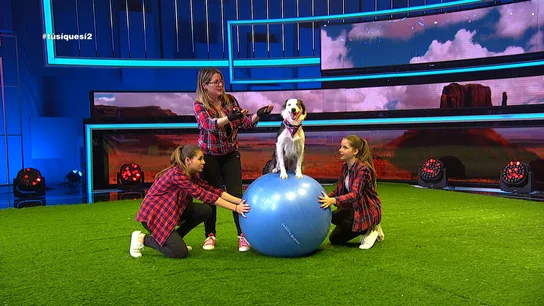 Funny dogs en TSQS Funny dogs en TSQS