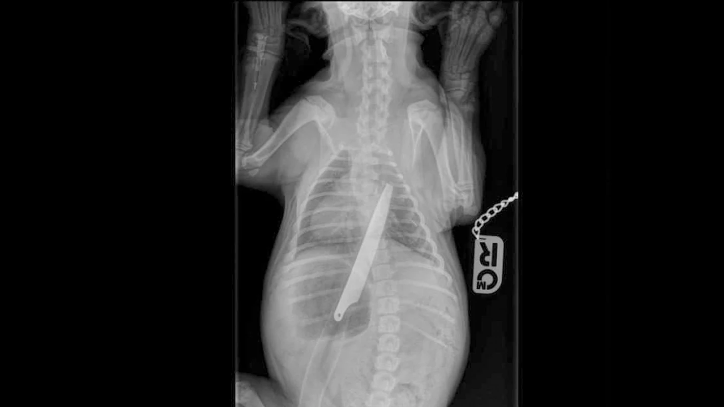 Radiografía del cachorro Radiografía del cachorro