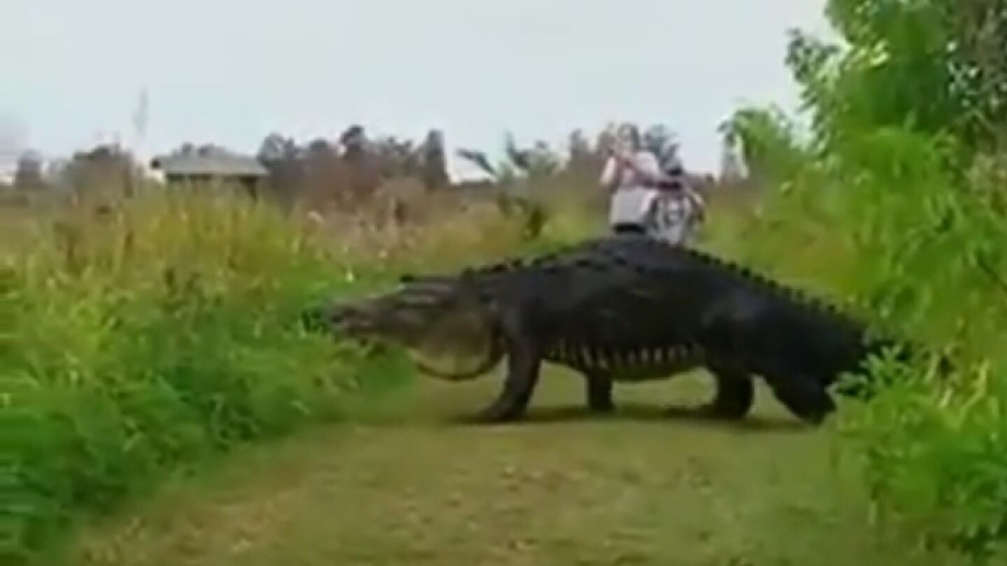 El cocodrilo cruzando en Parque Natural de Florida