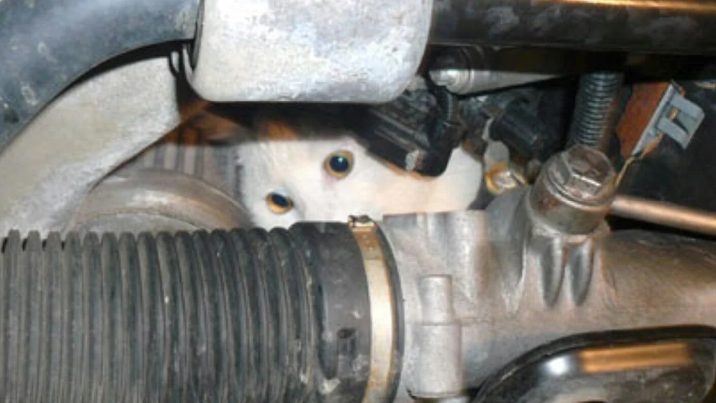 Un gato se cobija en el capó de un coche Un gato se cobija en el capó de un coche