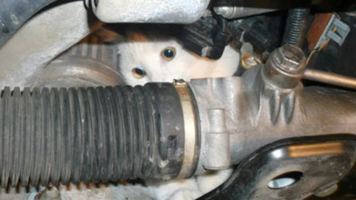 Un gato se cobija en el cap&oacute; de un coche
