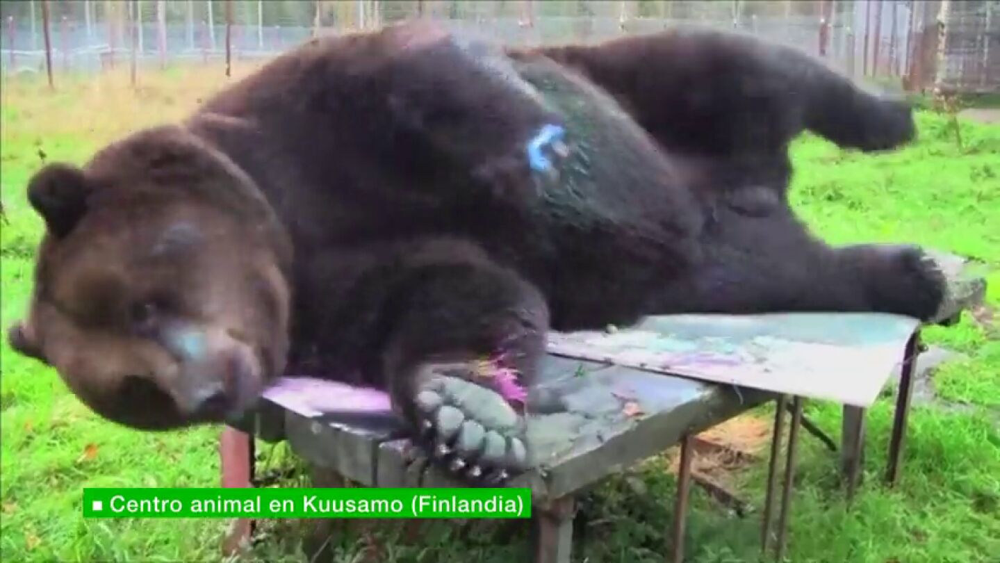 Frame 10.5737 de: Jusso, el oso que pinta cuadros de 4.000 euros