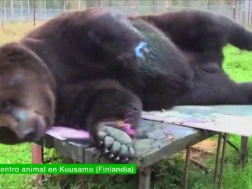 Frame 10.5737 de: Jusso, el oso que pinta cuadros de 4.000 euros Frame 10.5737 de: Jusso, el oso que pinta cuadros de 4.000 euros