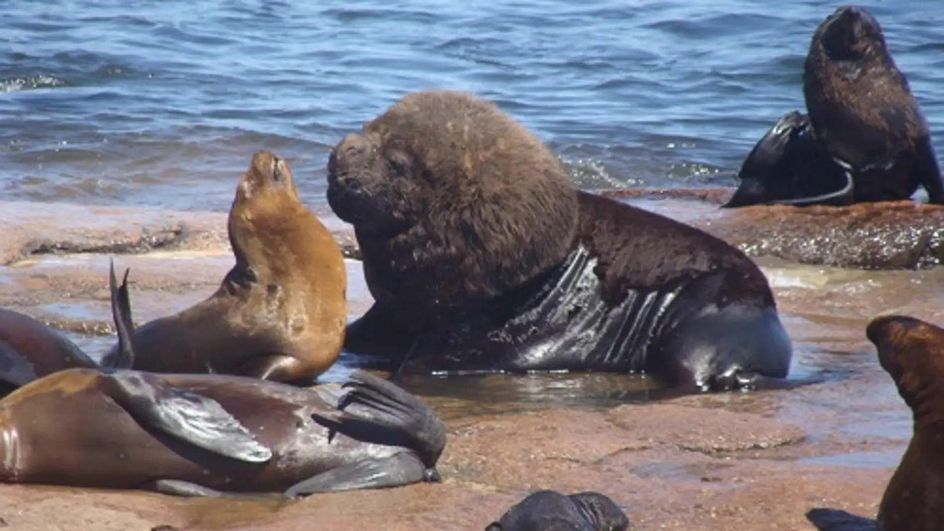 La dieta y el papel ecológico de los grandes vertebrados marinos del extremo meridional del continente americano difieren notablemente de como eran originariamente. Imagen: Massimiliano Drago, UB-IRBio