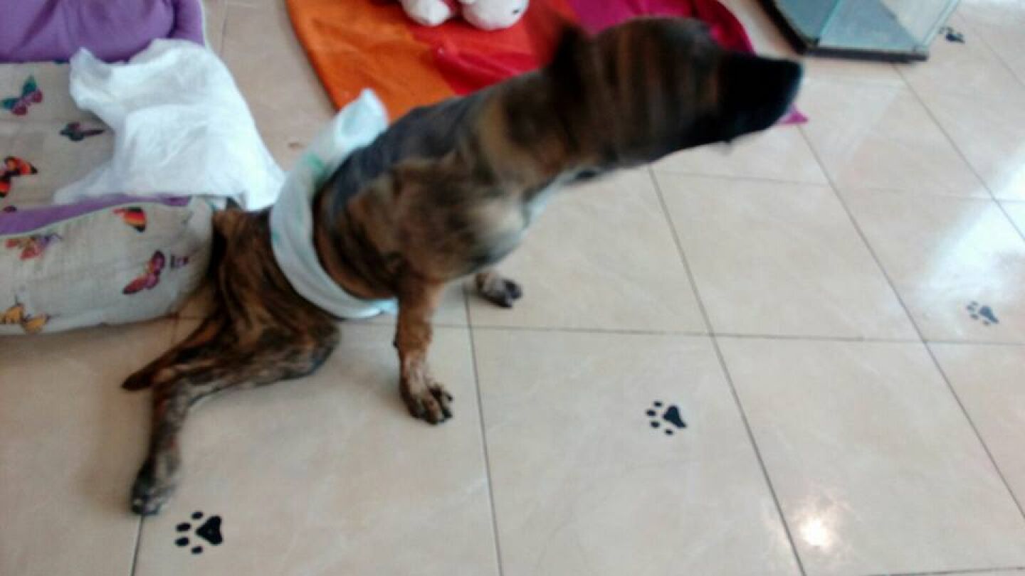 Yako, tras ser operado