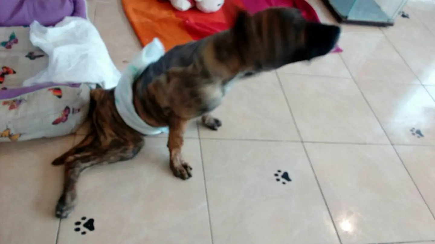 Yako, tras ser operado Yako, tras ser operado
