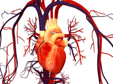 Ilustración del sistema circulatorio humano. / Bryan Brandenburg.