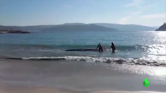 Frame 5.251358 de: ballena Frame 5.251358 de: ballena