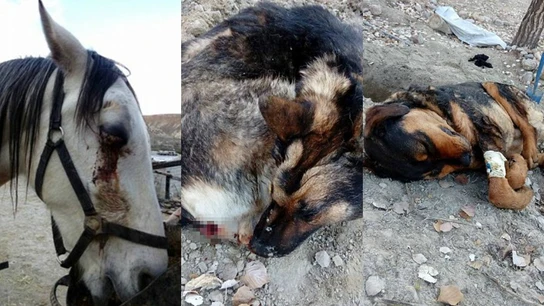 Animales agredidos por un grupo de cazadores en Granada Animales agredidos por un grupo de cazadores en Granada